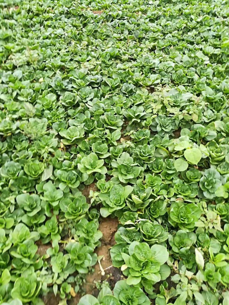 精品小青菜矮脚苏州青，上海青，四季青，小青菜