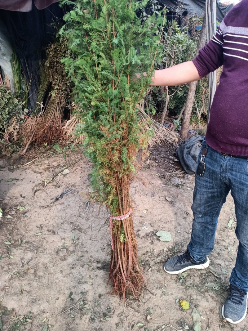 水杉树苗直销绿化苗木植物水杉树苗水杉苗落羽杉水杉树庭