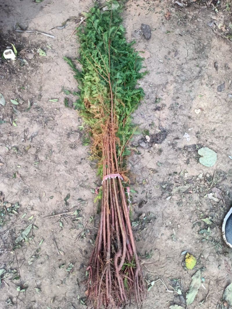 水杉树苗直销绿化苗木植物水杉树苗水杉苗落羽杉水杉树庭