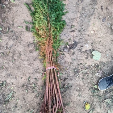 水杉树苗直销绿化苗木植物水杉树苗水杉苗落羽杉水杉树庭