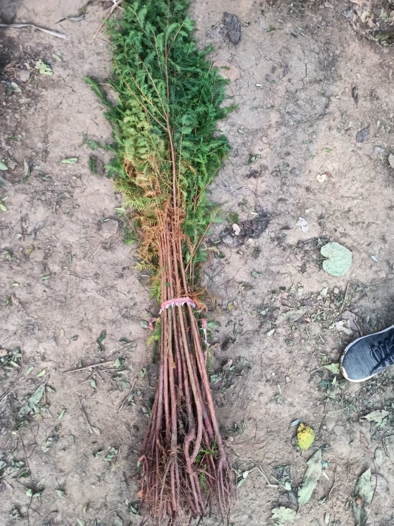 水杉树苗直销绿化苗木植物水杉树苗水杉苗落羽杉水杉树庭