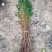 水杉树苗直销绿化苗木植物水杉树苗水杉苗落羽杉水杉树庭
