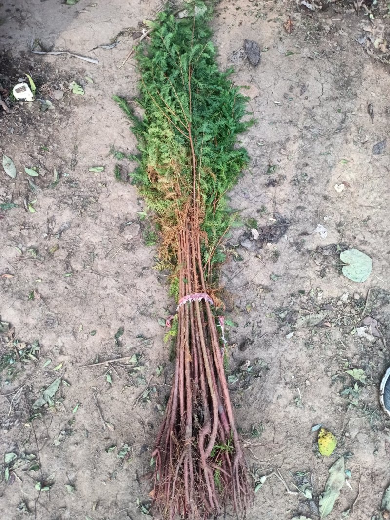 水杉树苗直销绿化苗木植物水杉树苗水杉苗落羽杉水杉树庭