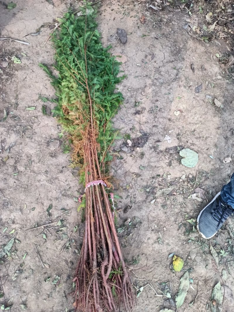 水杉树苗直销绿化苗木植物水杉树苗水杉苗落羽杉水杉树庭