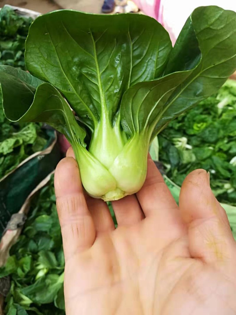 精品小青菜矮脚苏州青，上海青，四季青，小青菜