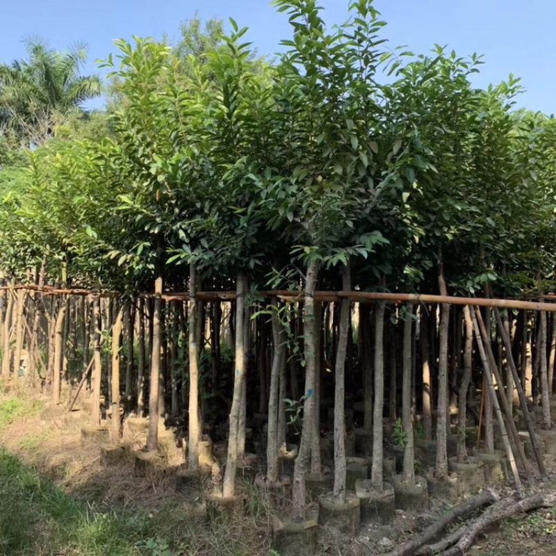 水翁低价出售5公分-15公分水翁袋苗地苗