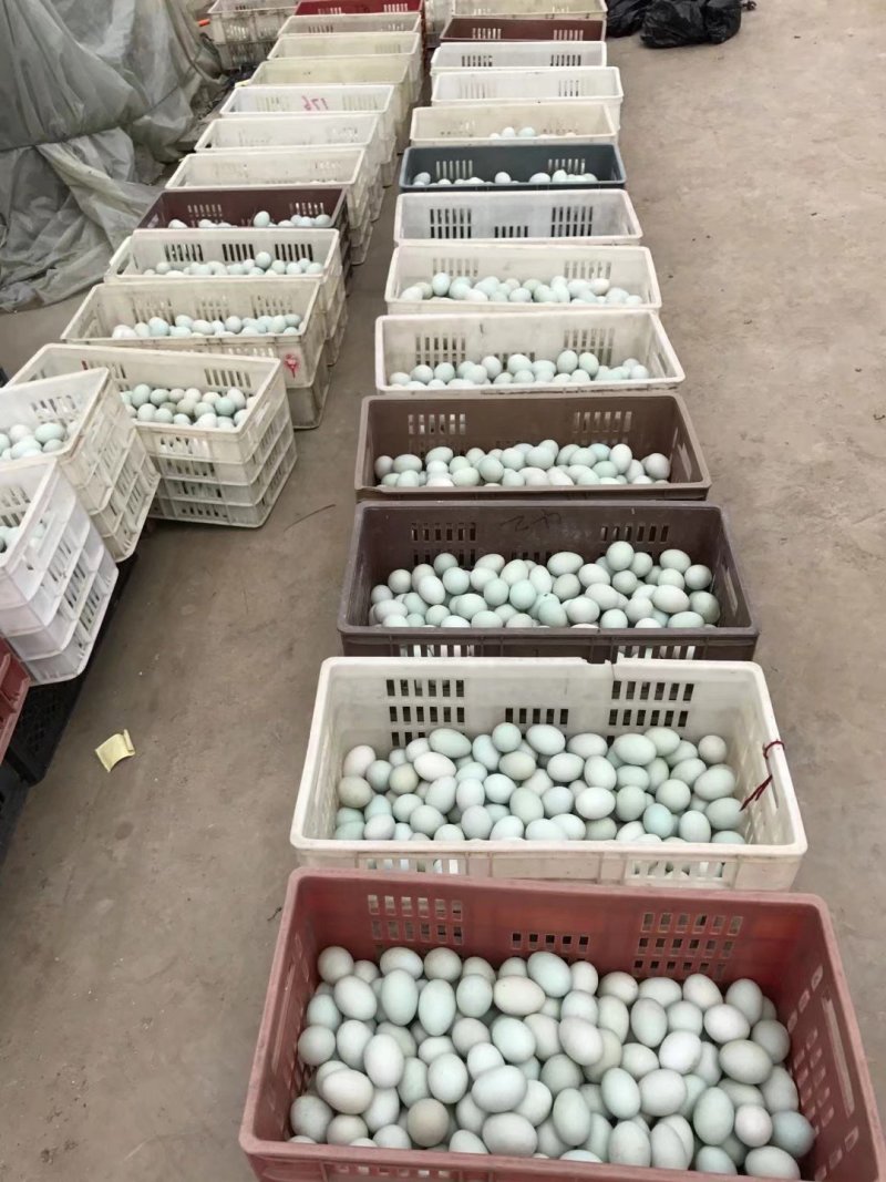 泥腌鸭蛋口感好大量批发品质保证