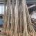 合欢树苗1.5元一颗高度80～120公分高包邮