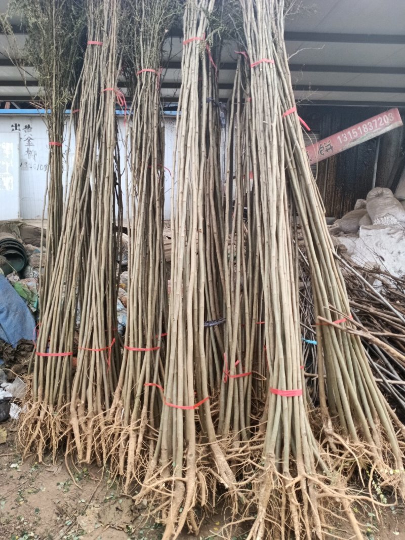 合欢树苗1.5元一颗高度80～120公分高包邮