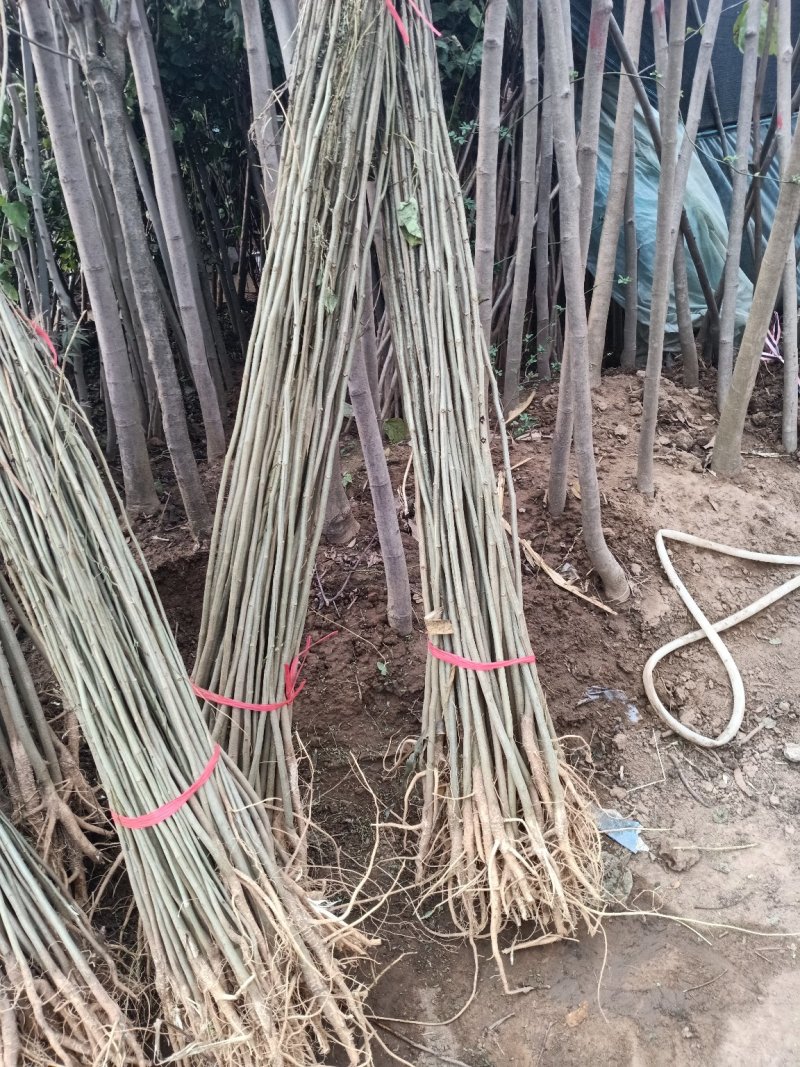 合欢树苗1.5元一颗高度80～120公分高包邮