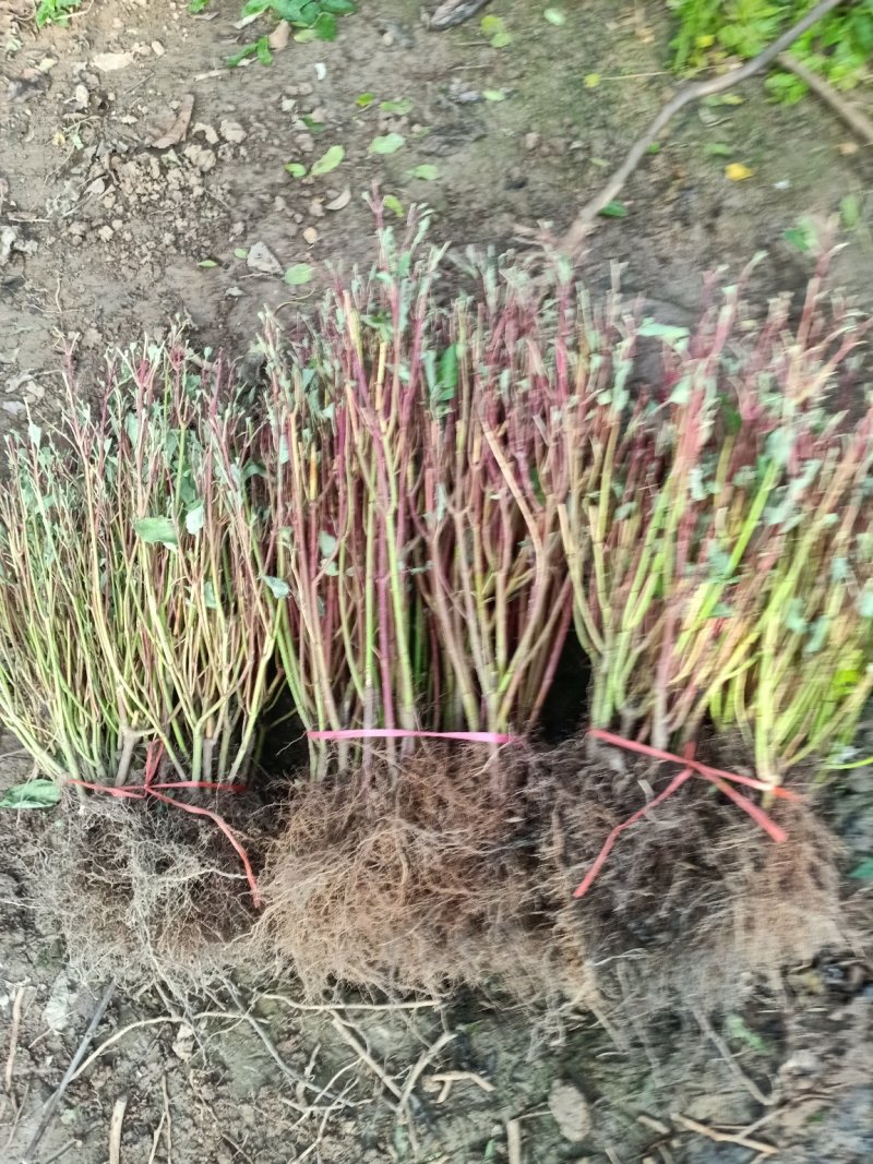 红瑞木苗基地常年出售红瑞木规格齐全欢迎选购