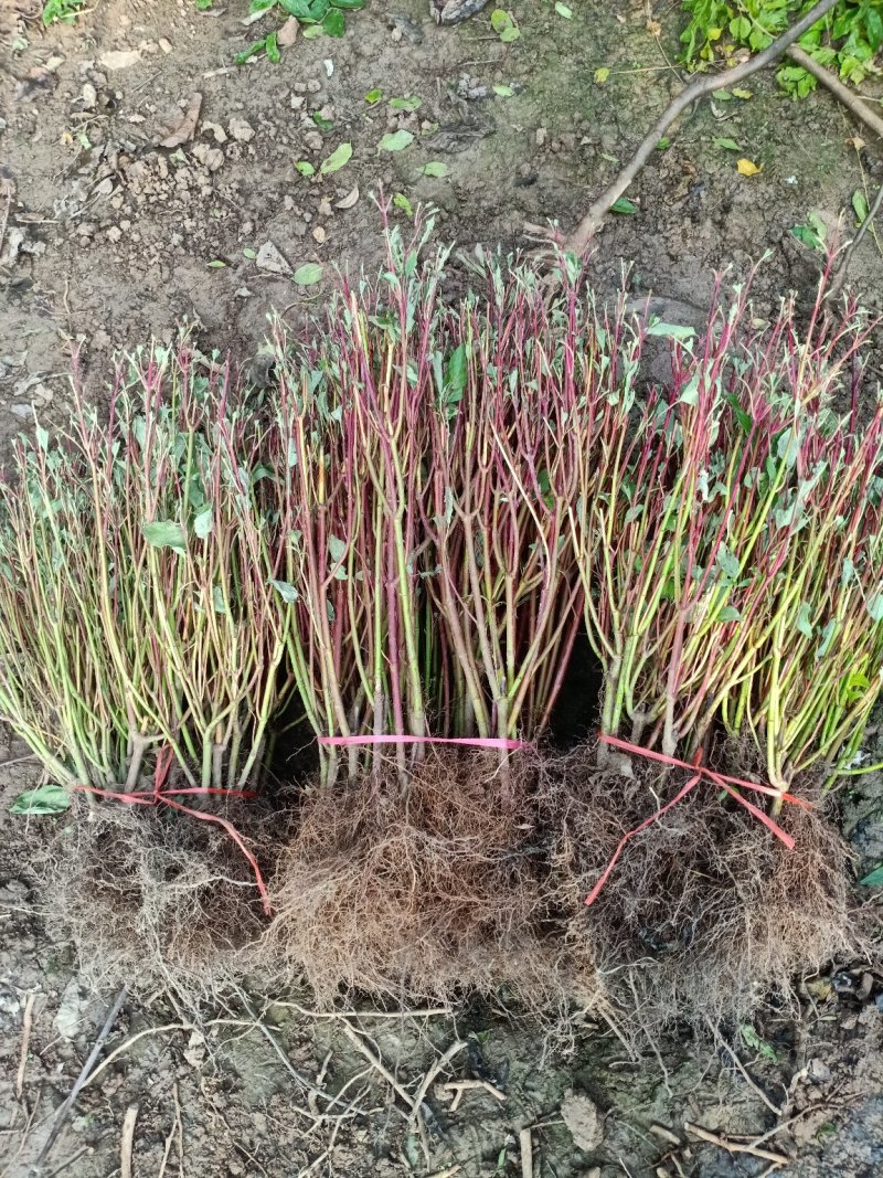 红瑞木苗基地常年出售红瑞木规格齐全欢迎选购