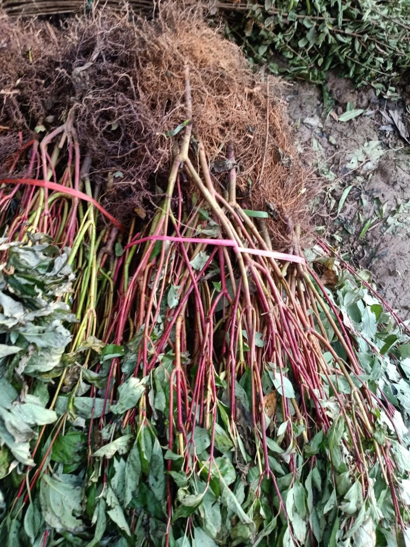 红瑞木苗基地常年出售红瑞木规格齐全欢迎选购