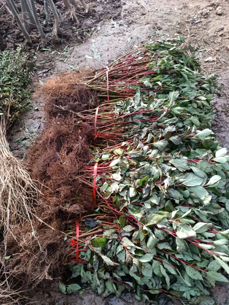 红瑞木苗基地常年出售红瑞木规格齐全欢迎选购