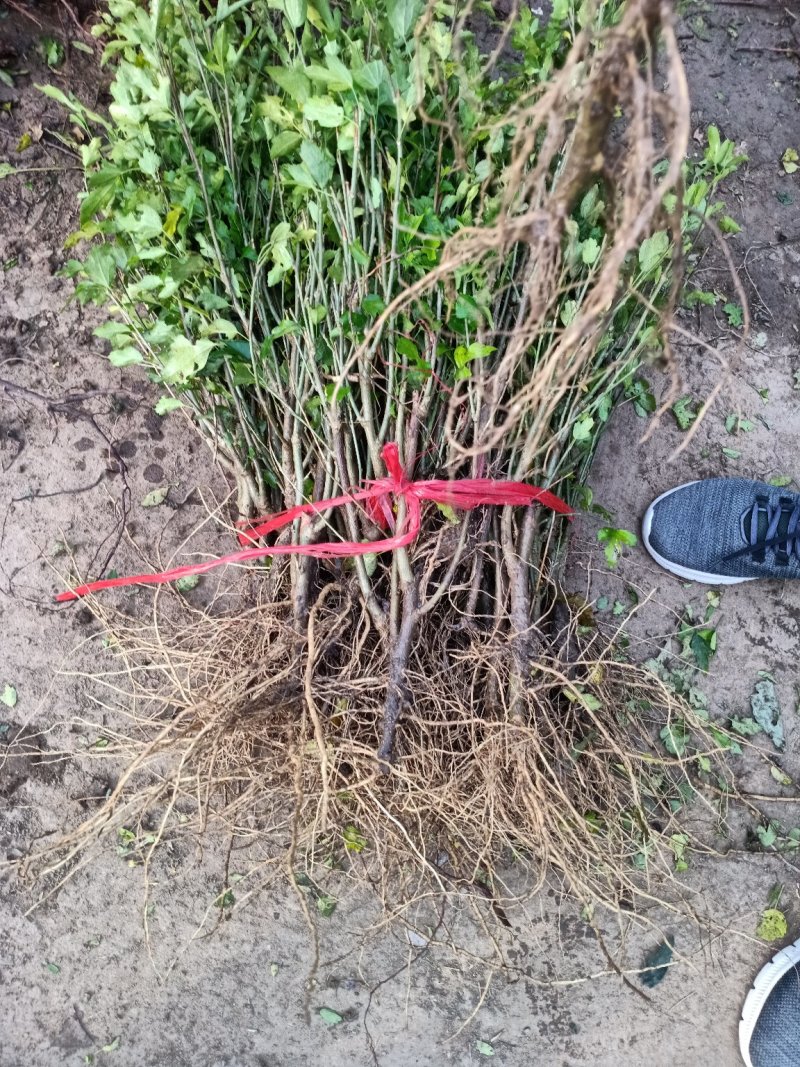 木槿苗红花木槿苗占地苗木基地直销欢迎选购