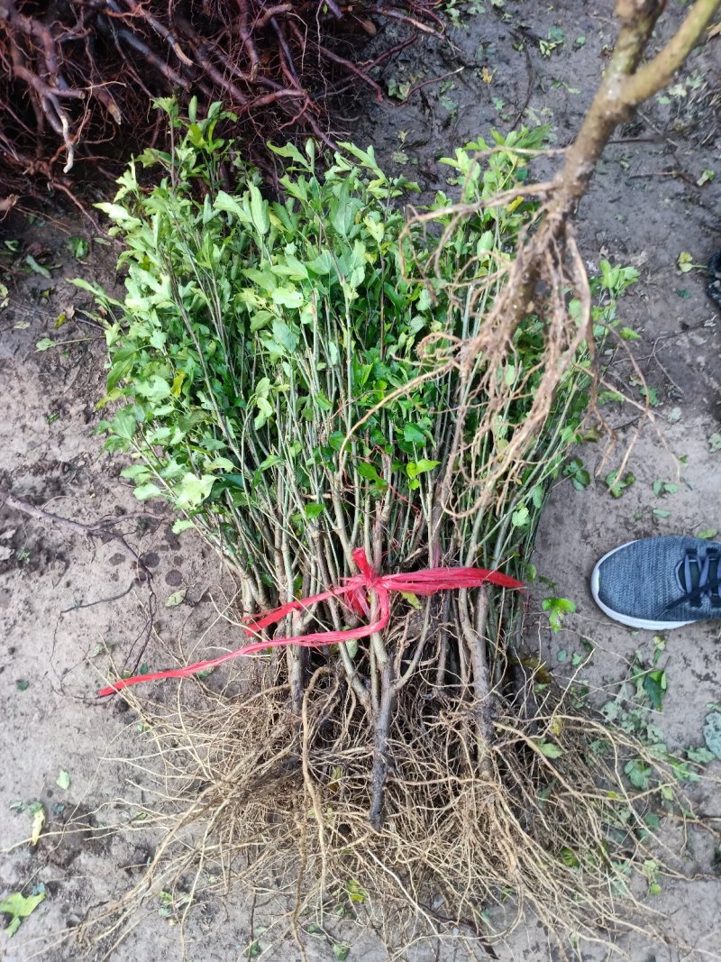 木槿苗红花木槿苗占地苗木基地直销欢迎选购