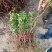木槿苗红花木槿苗占地苗木基地直销欢迎选购