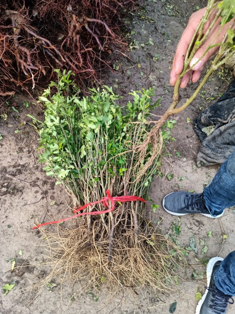 木槿苗红花木槿苗占地苗木基地直销欢迎选购