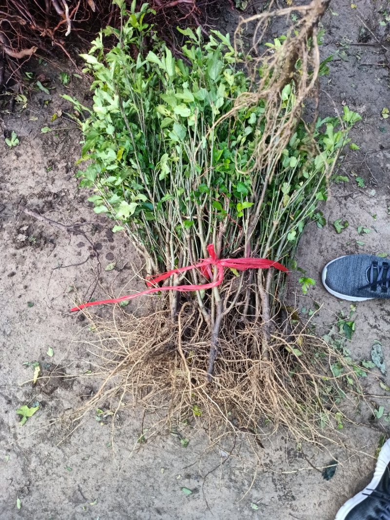 木槿苗红花木槿苗占地苗木基地直销欢迎选购