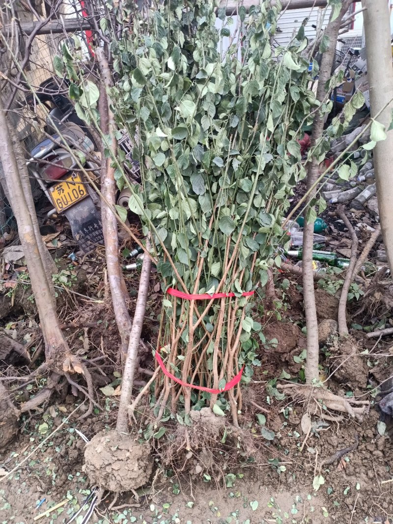 木槿苗红花木槿苗占地苗木基地直销欢迎选购