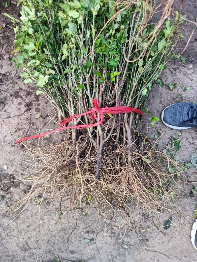 木槿苗红花木槿苗占地苗木基地直销欢迎选购
