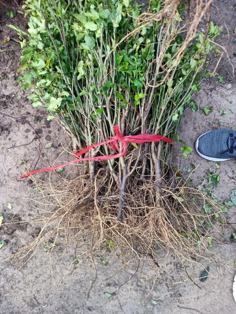 木槿苗红花木槿苗占地苗木基地直销欢迎选购