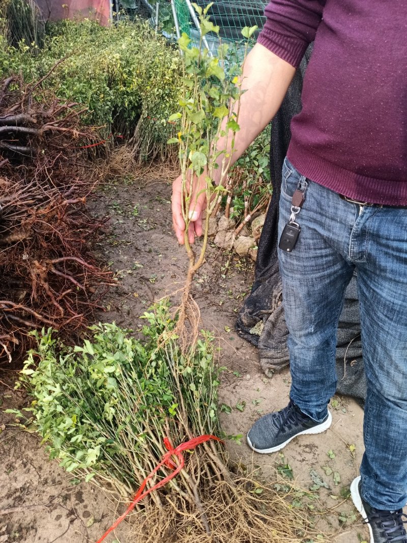 木槿苗红花木槿苗占地苗木基地直销欢迎选购