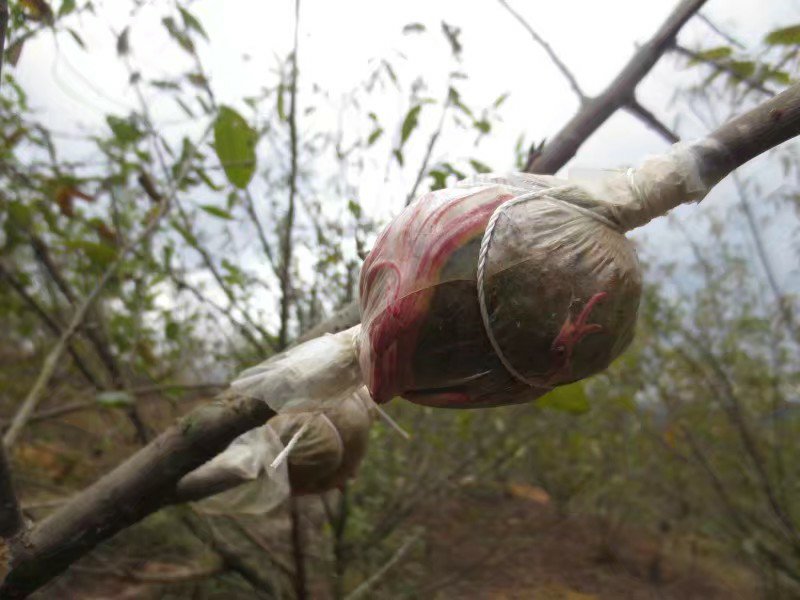 樱桃幼苗嫁接操作示意图