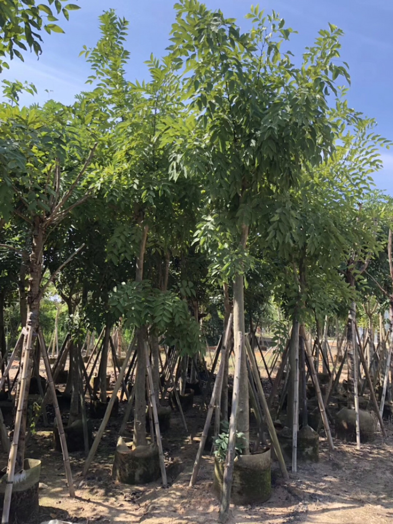 出售腊肠树移植袋苗5公分-15公分价格优惠