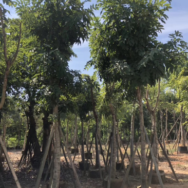 出售腊肠树移植袋苗5公分-15公分价格优惠