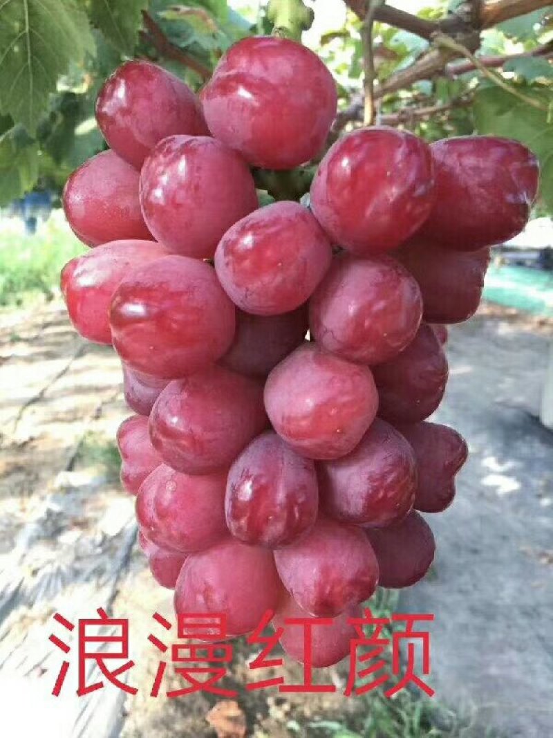 葡萄苗葡之梦，浪漫红颜。这两个品种是中熟抗病，高产。