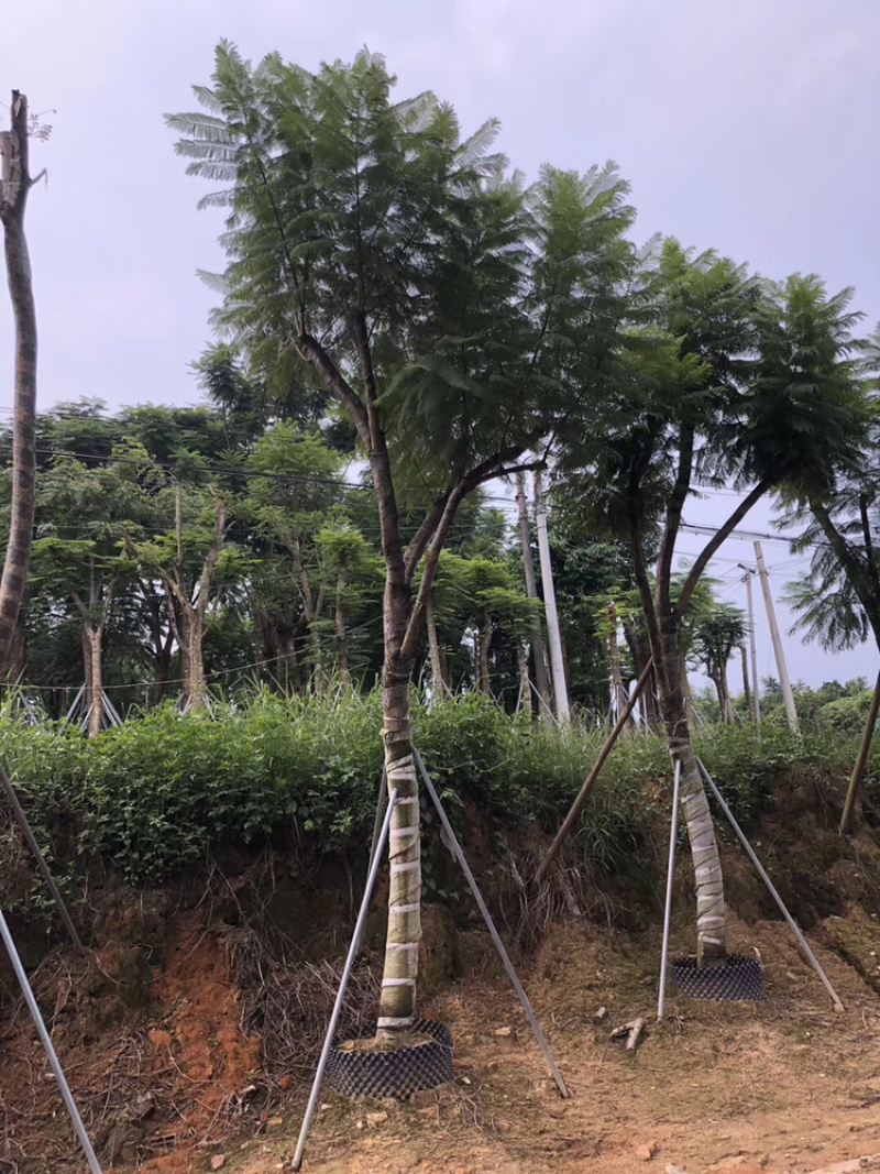 出售自家蓝花楹移植袋苗地苗需要的老板联系