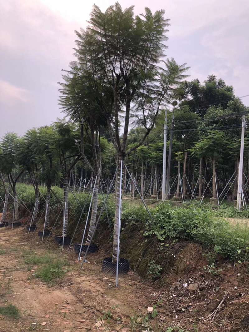 出售自家蓝花楹移植袋苗地苗需要的老板联系