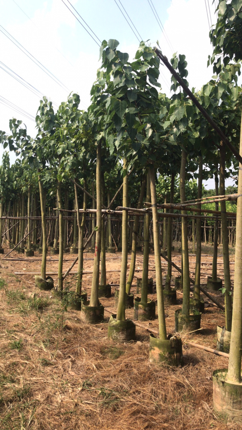 出售菩提榕5-20公分移植袋苗挖地苗需要的老板联系