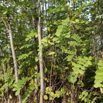 香花槐。自家种植，量大从优。工程绿化，道路之优选。