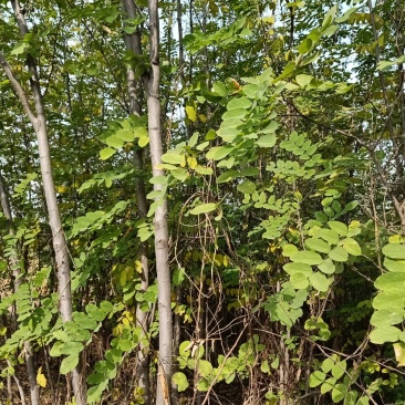 香花槐。自家种植，量大从优。工程绿化，道路之优选。