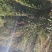 一支黄花种子出苗力高