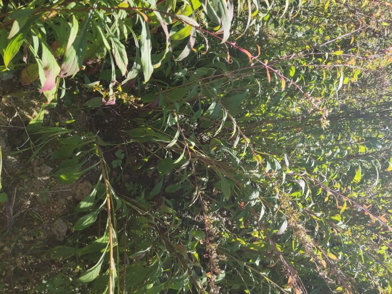 一支黄花种子出苗力高