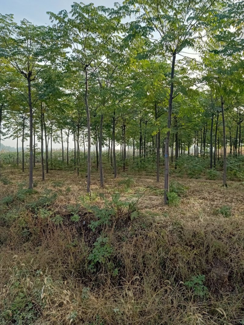 苦棟。，又名黄莲树，工程，小区，公园之绿化。，自家种植