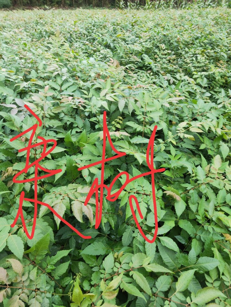 栾树苗，栾树苗批发，优质栾树，苗木基地供应，栾树苗价格