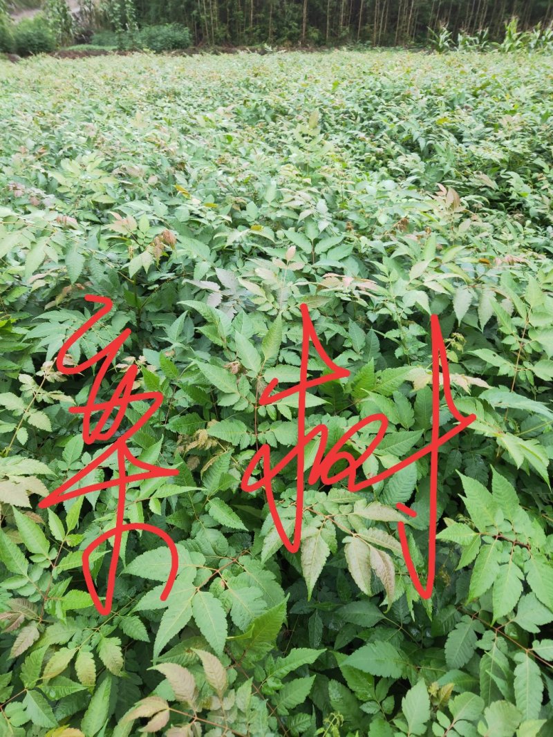 栾树苗，栾树苗批发，优质栾树，苗木基地供应，栾树苗价格