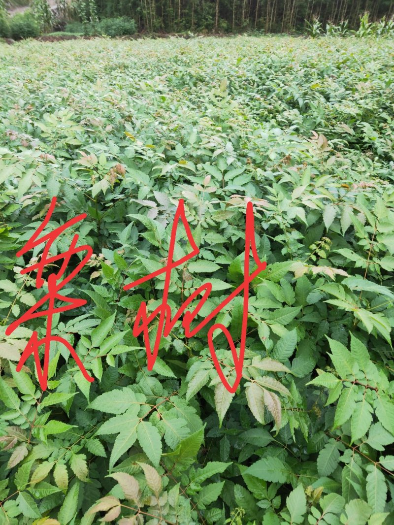 栾树苗，栾树苗批发，优质栾树，苗木基地供应，栾树苗价格