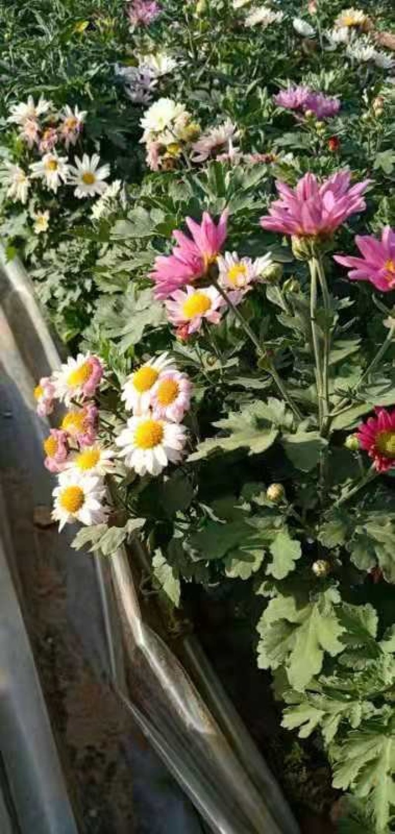 地被菊花开多色混色，基地现货大量直供质优价廉。