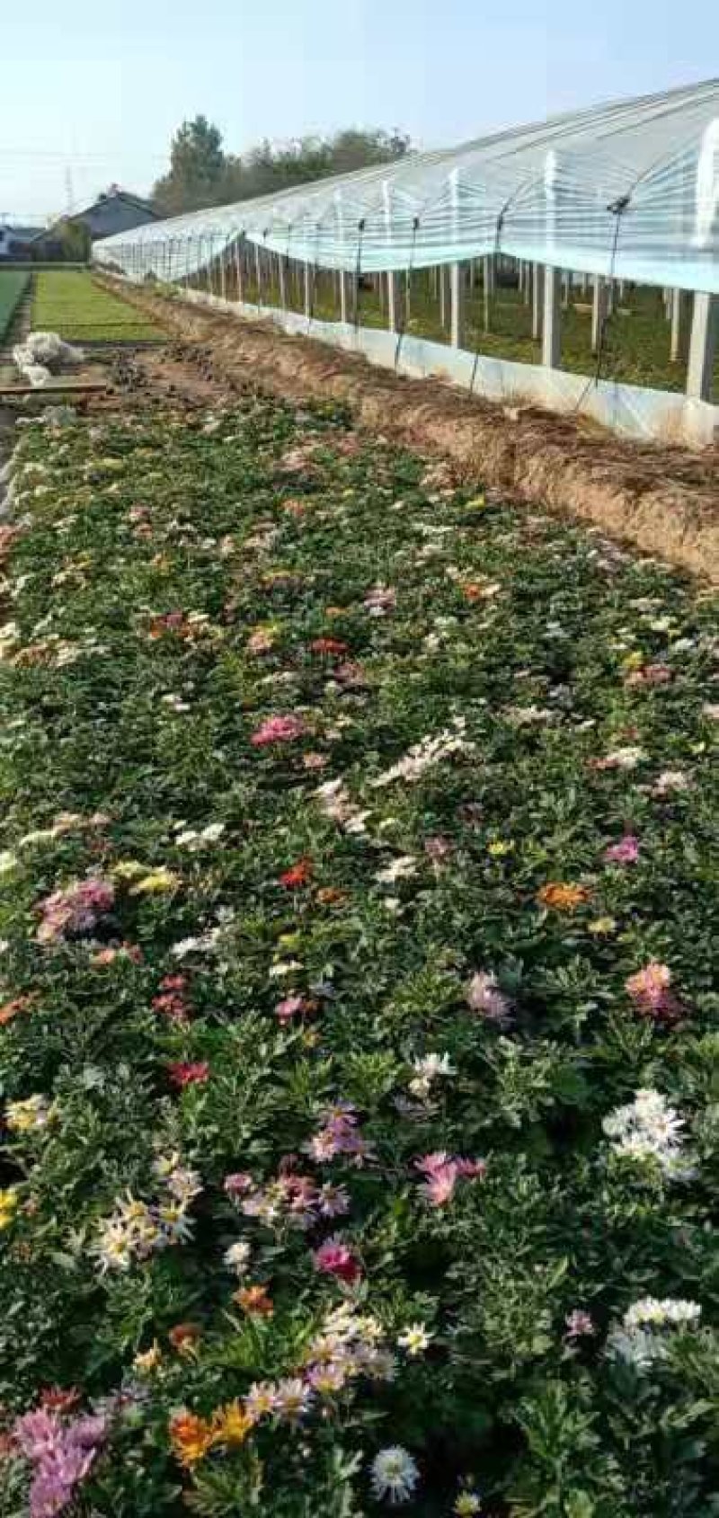 地被菊花开多色混色，基地现货大量直供质优价廉。