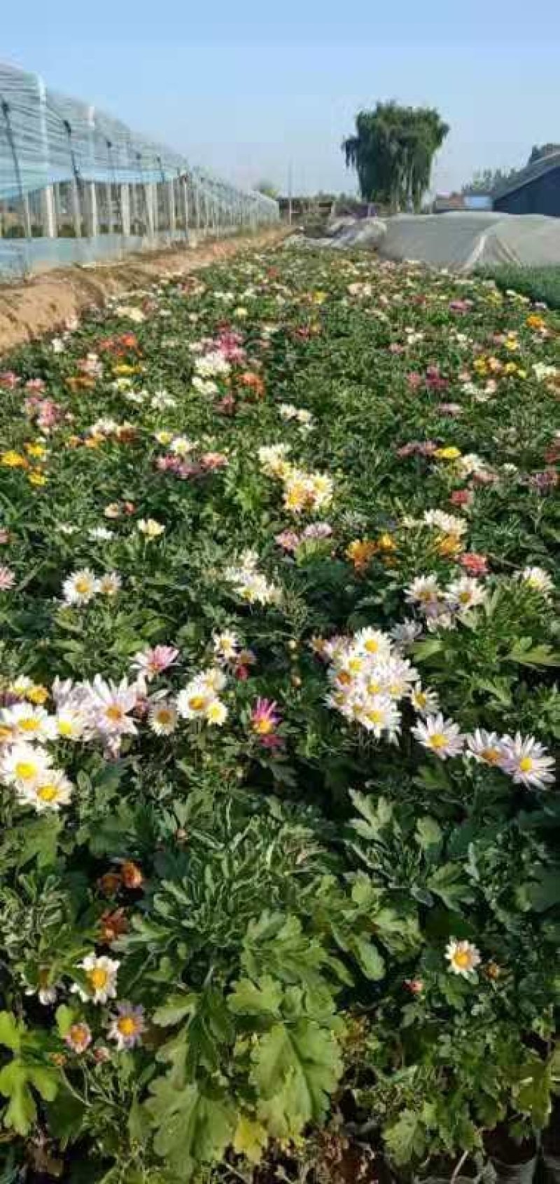 地被菊花开多色混色，基地现货大量直供质优价廉。