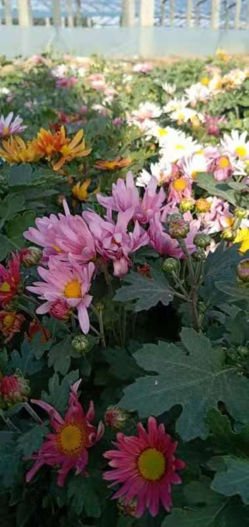 地被菊花开多色混色，基地现货大量直供质优价廉。