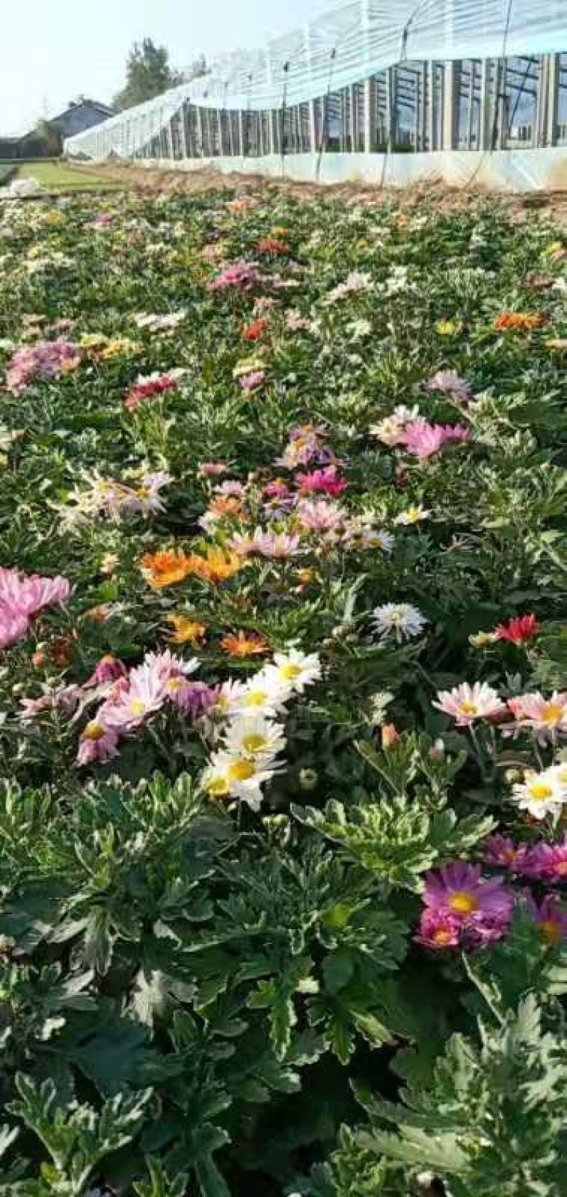 地被菊花开多色混色，基地现货大量直供质优价廉。