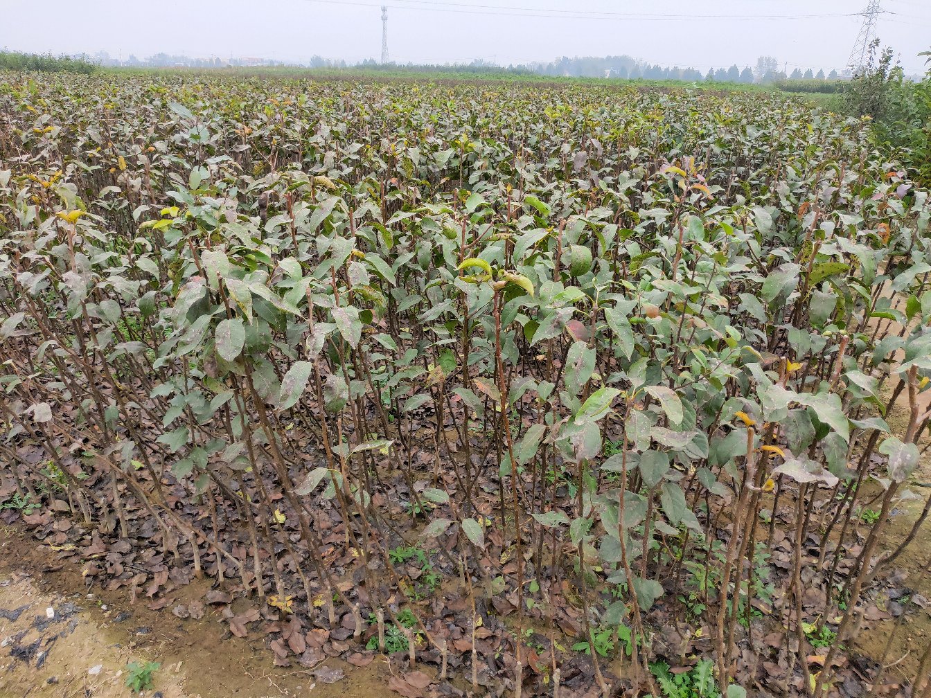 赵县雪花梨果园实景图