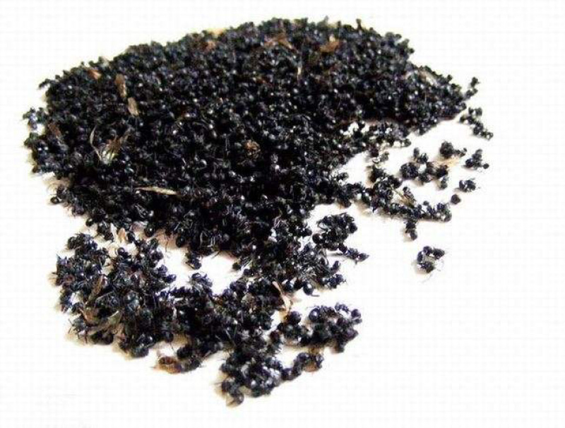 黑蚂蚁中药材蚂蚁泡酒产地直销