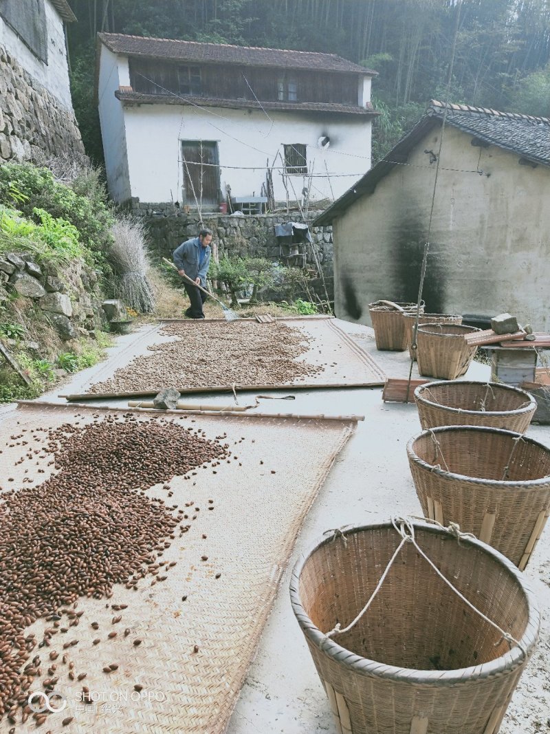 特级精品嵊州香榧老产区百年老口味椒盐味农场基地发货。